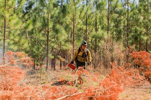 A man walks out of dense pine trees with an ignited drip torch.