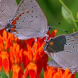 A moth on a flower.