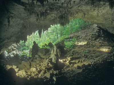 A cave reveals a tropical forest.