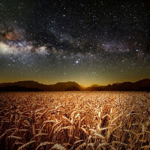 Looking up from a field of wheat leading up to rocky mountains looking up to the milky way.