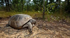 A large gray and brown tortoise moves across a forest floor.
