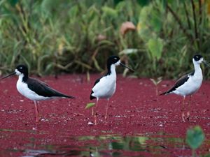 Three black-and-white stilts stand ankle-deep in marsh water that is covered in a red substance.