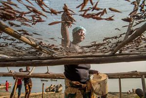 A woman dries fish in the sun on a drying rack. 