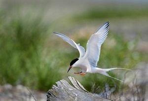 A tern landing on log at Plum Island.