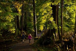 Two people walking through a forest.