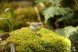 ‘akikiki standing on mossy rock. 