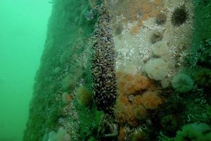 Marine community on a Belgian offshore gravity-based wind turbine foundation, including blue mussels, plumose anemones, sea urchins, common starfish, barnacles and tubeworms.