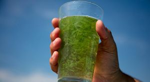 A close up of a hand holding a glass of water full of algae taken from an algal bloom on Lake Erie.