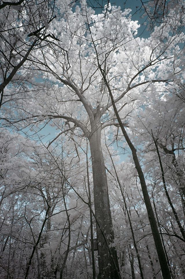 A tall oak spreads its full canopy against the sky. The infrared photo turns the green leaves white against a blue sky.