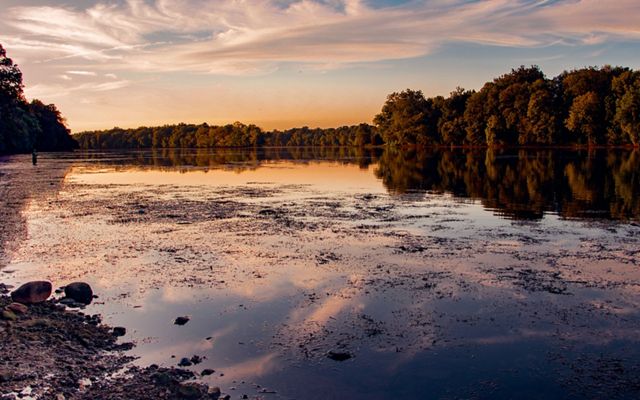 Green trees edge the banks of the Potomac River at dusk. Vegetation floats at the surface at the shallow water. 
