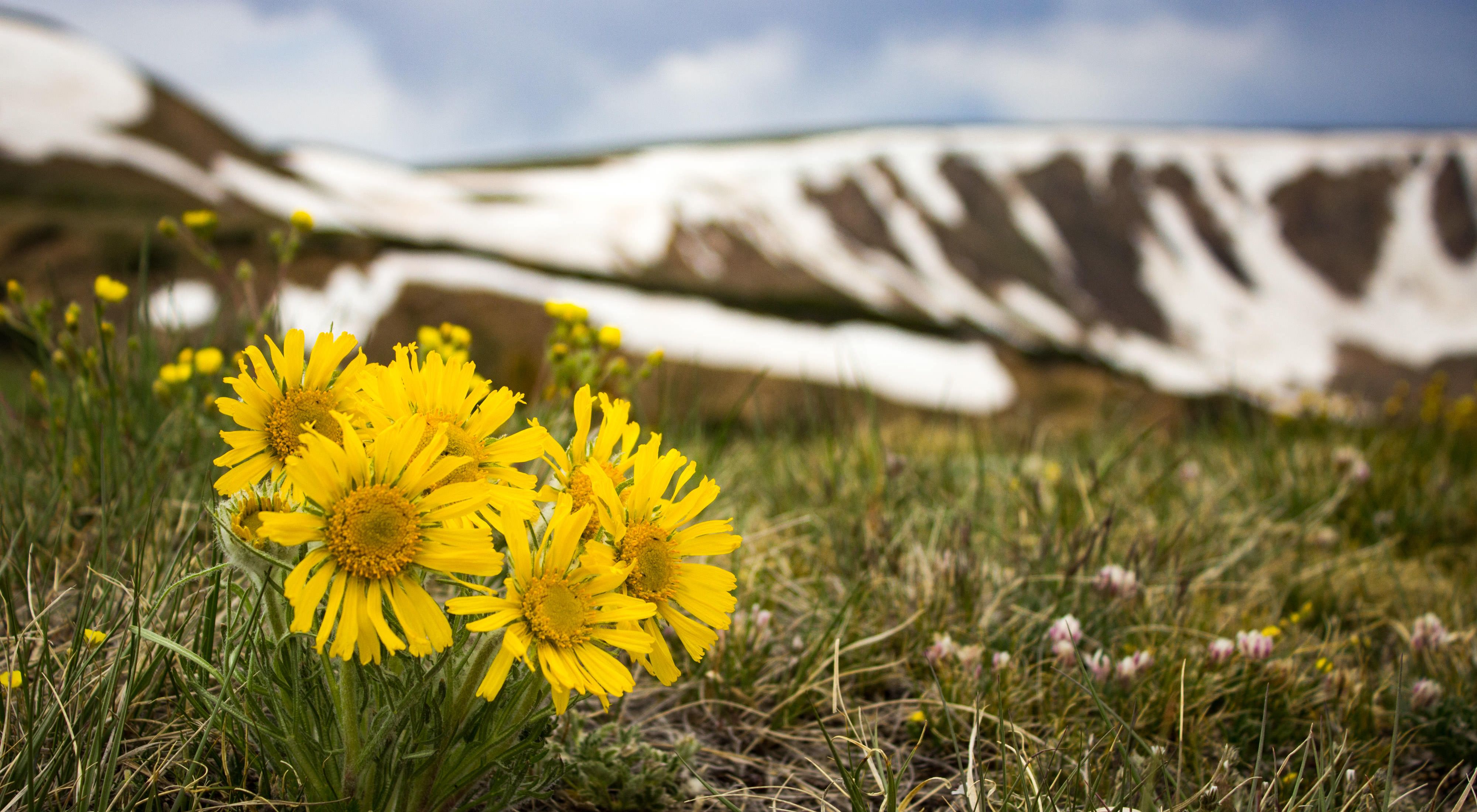 Yellow alpine sunflowers grow from the grass with snowcapped mountains in the background.