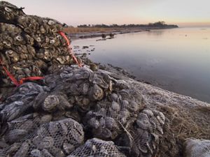 Bags of gray oyster shells are piled up along a coastal area.