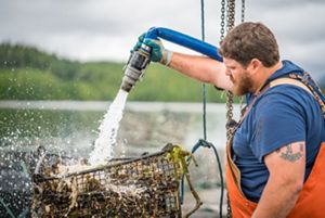 A shellfish grower cleaning his crop.