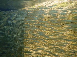 Young alewives schooling along the shore of Long Pond in Maine.