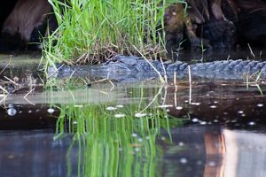 Closeup of an American alligator lying in a swamp.