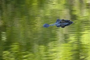 An alligator's head emerges from green waters.