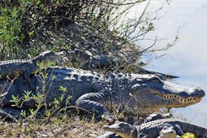 An adult and several young American Alligators rest among vegetation on the banks of Mad Island Marsh Preserve wetlands.