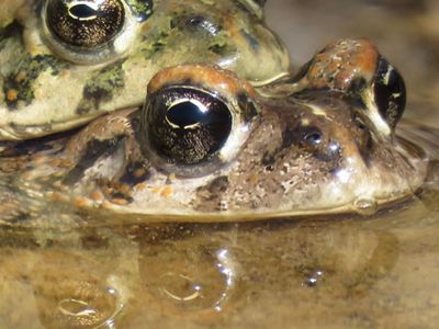 A breeding pair of amargosa toads.