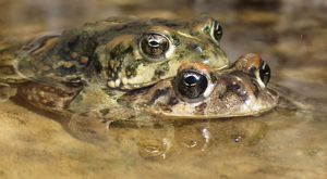 Amargosa toads