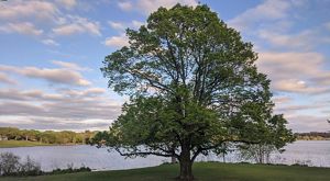 A tall, leafed out tree shades a grassy area next to a lake.