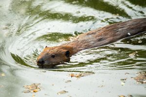 A beaver swimming through water.