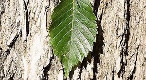 A dark green leaf with jagged edges rests against a tree's thick bark.
