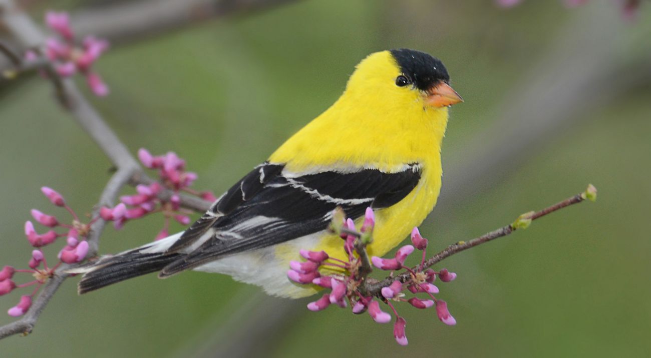 American goldfinch