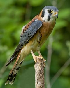 A small brown and black bird sits on a tree branch looking over its right shoulder.