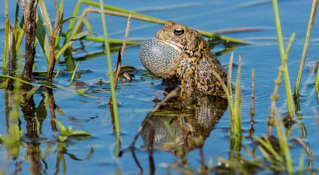 An American toad sits in a shallow pool of water surrounded by grass reeds.