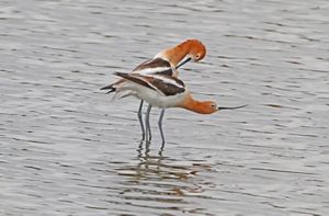 Two entwined American avocets stand in shallow water.
