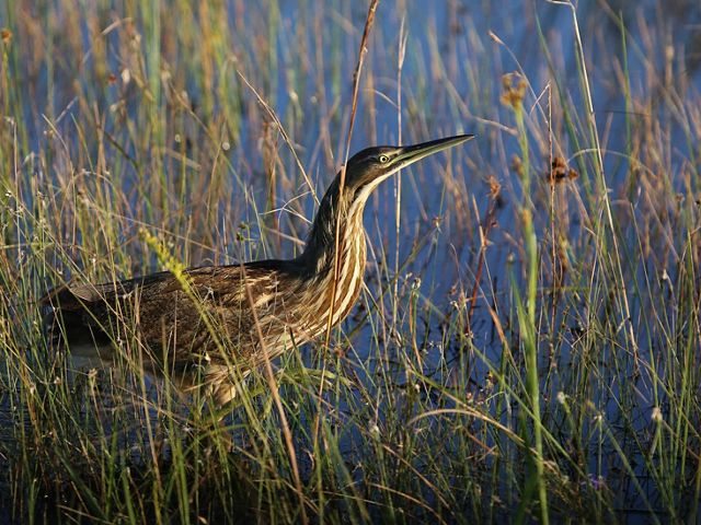 An American bittern hiding in tall grass around a wetland.