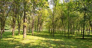 A grove of mature elm trees. The tall trees are planted in neat rows. The grass beneath them is dappled in light and shade.