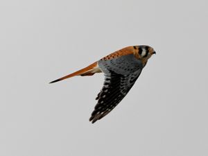 An American kestrel flies through the air, with its wings pointed down toward the ground.