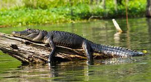 An alligator rests on a log surrounded by water.
