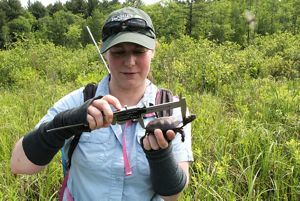 A woman holds up a turtle in one hand and uses a metal caliper to measure its length.