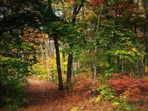 Looking into a forest with green, orange, and yellow colored tree leaves.