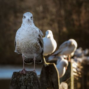 Birds perched in Cold Harbor Spring on Long Island