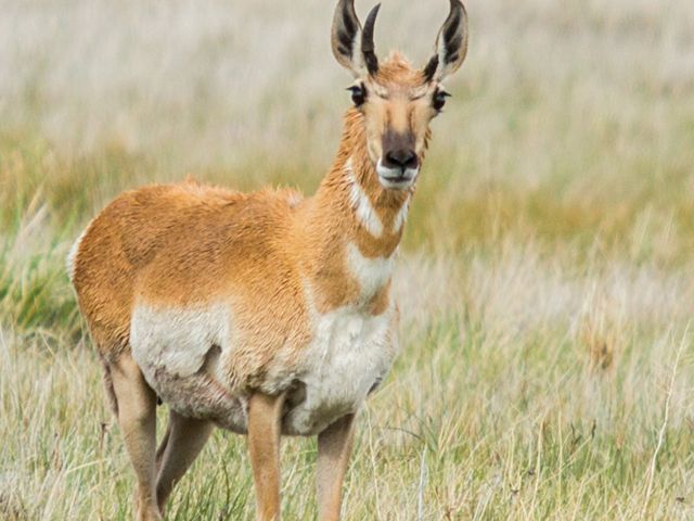 A pronghorn antelope in a grassy field.