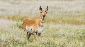 Closeup of a pronghorn antelope.