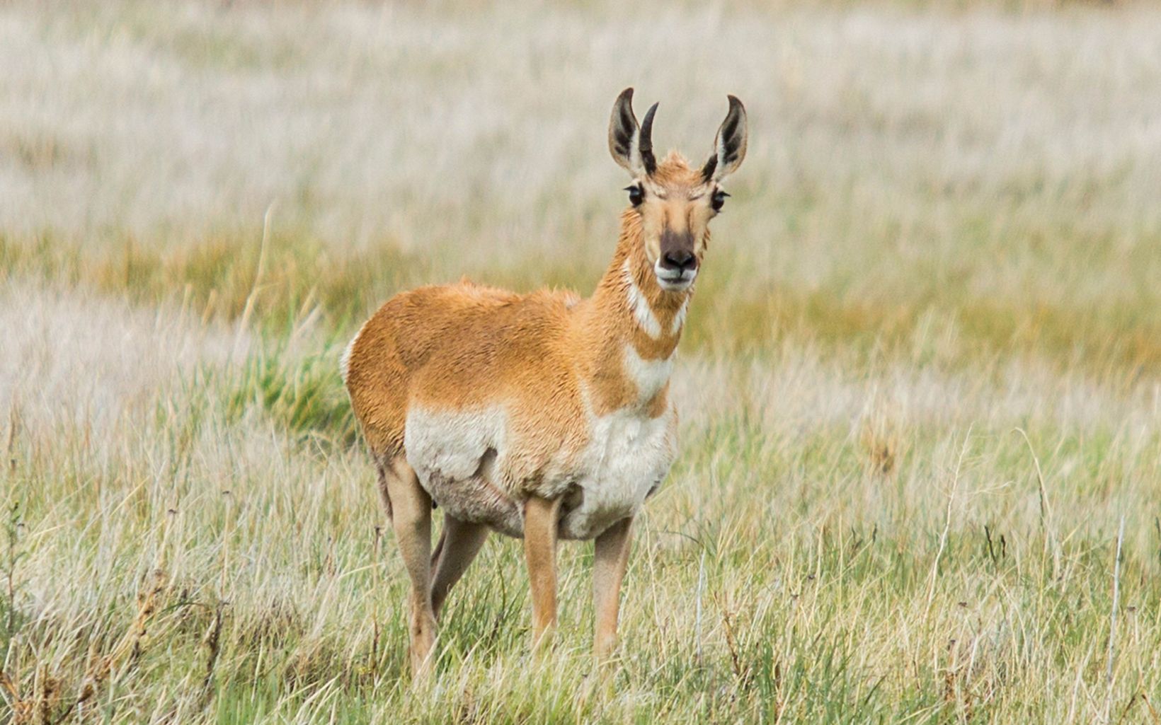 Pronghorn antelope  Protecting climate corridors can help provide a pathway north and a lasting refuge for pronghorn antelope and other iconic species in the face of climate change. © Simon Williams/TNC