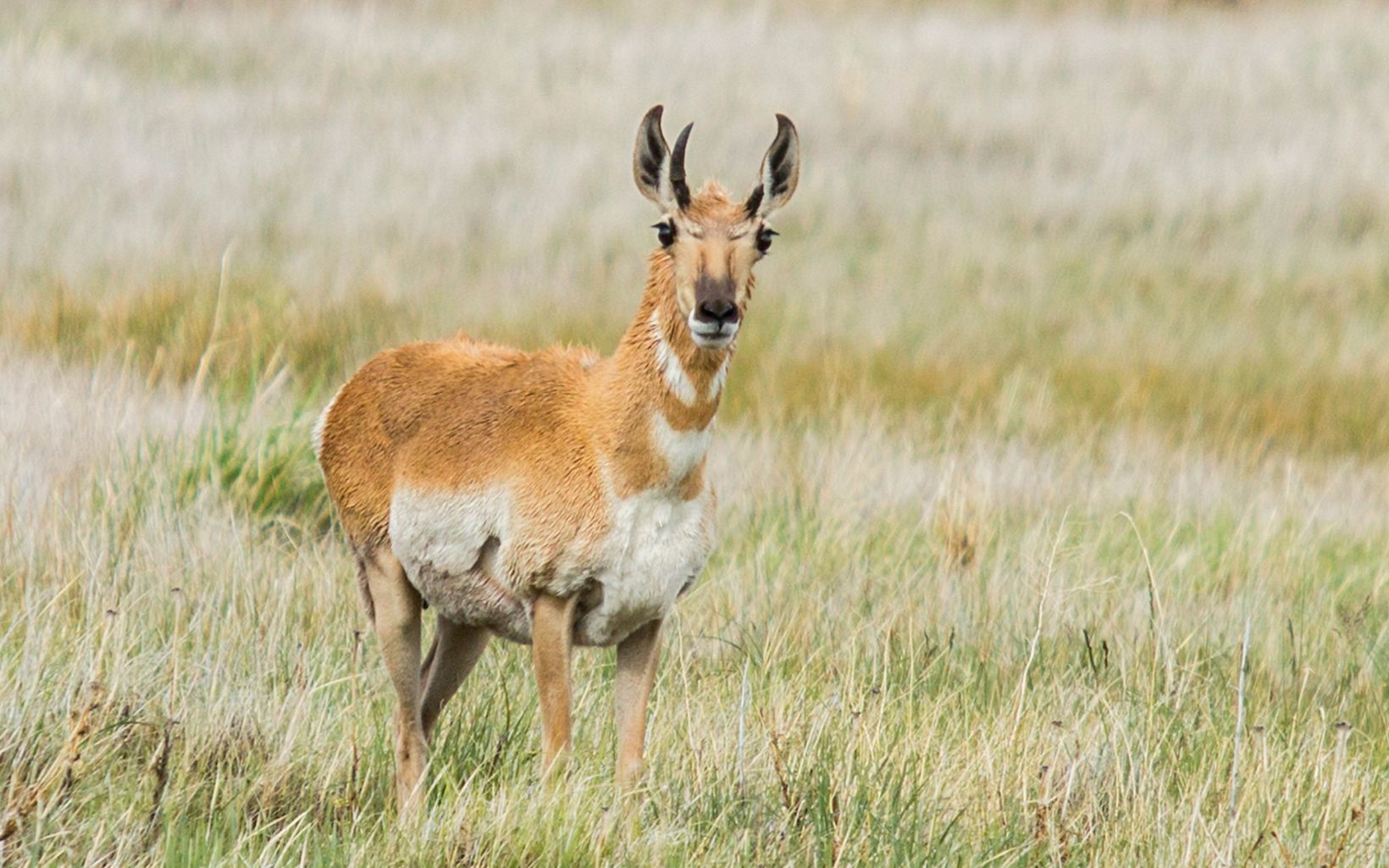 Pronghorn antelope in Nevada's sagebrush country in the Great Basin. © Simon Williams/TNC