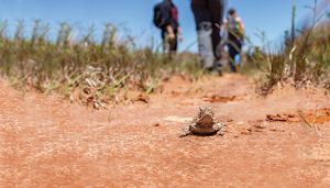 A horny toad with an intense stare lies flat on red earth while several people stand in the background.