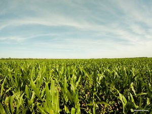 A corn plantation in the Gran Chaco. 