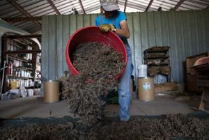 A volunteer works in a storage barn to spread harvested yarrow from a large red bucket.