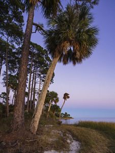 A purple sunset over a shoreline with palm trees.