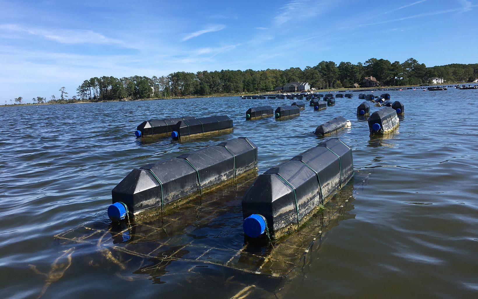 White Stone Oyster Company uses a floating cage system to grow their oysters. Each cage holds six mesh bags of oysters. 