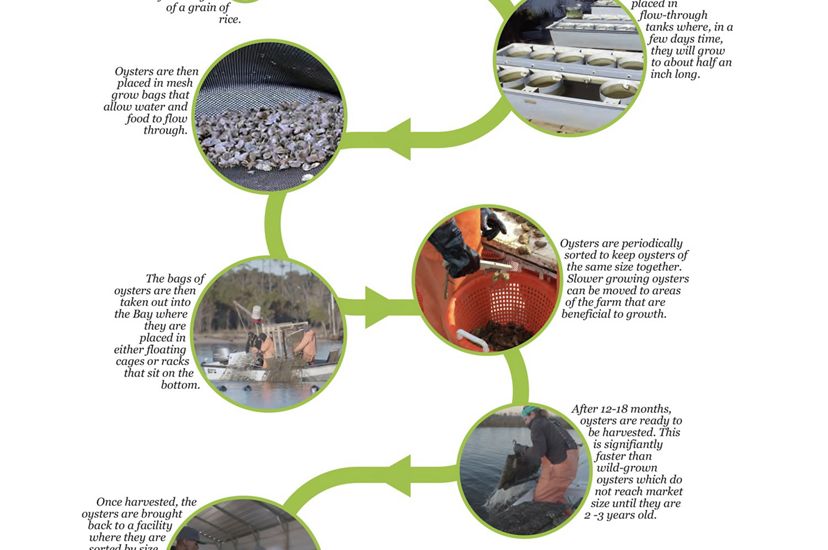 A timeline of the oyster aquaculture process.