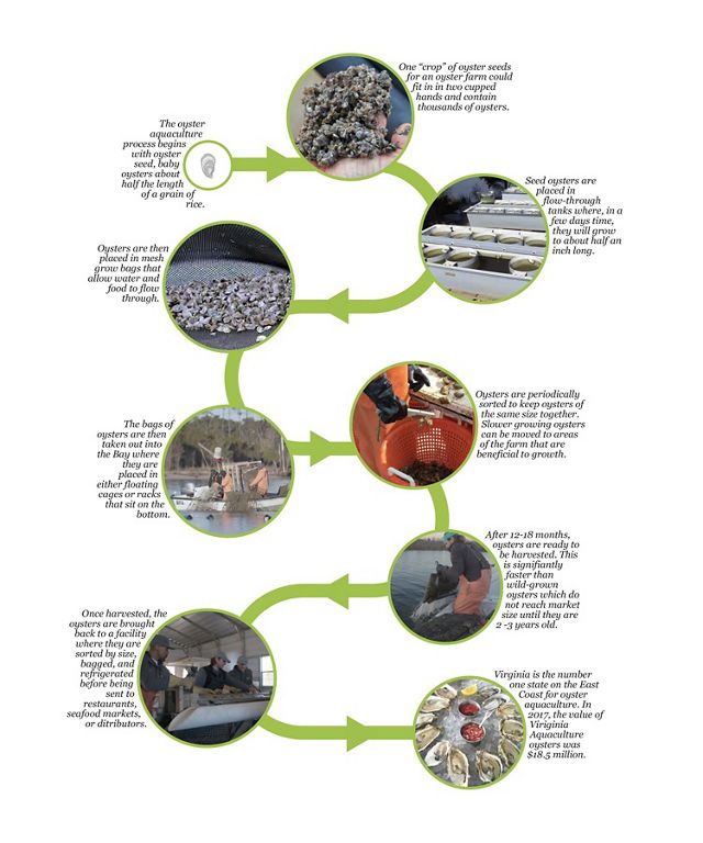 A timeline of the oyster aquaculture process.
