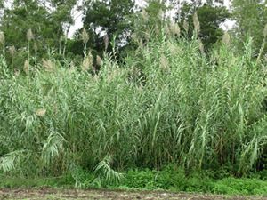 Densely packed tall grassy plants with large tassel-like flowers.