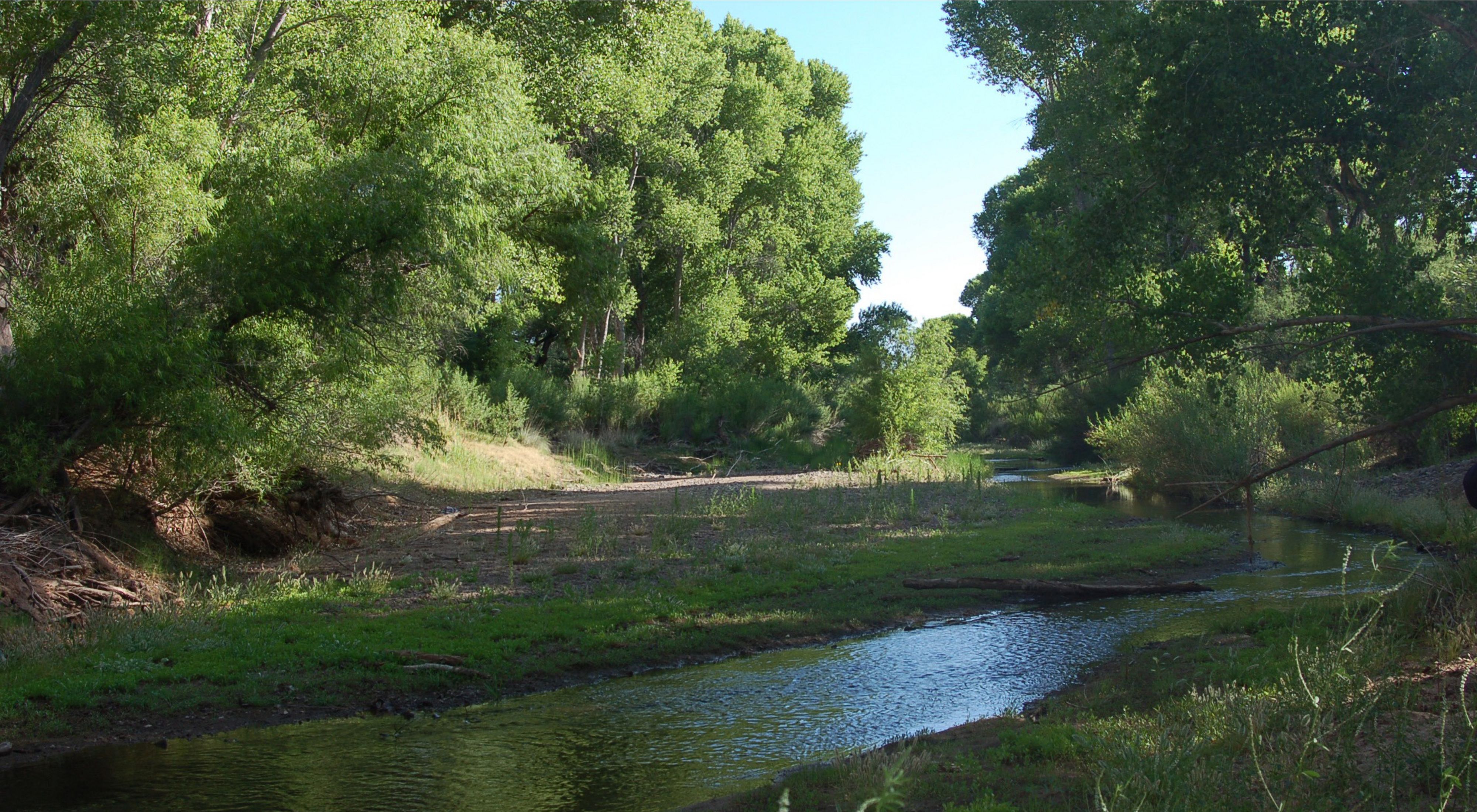 a riverbed surrounded by greenery
